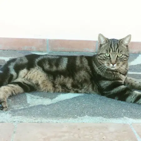 Diaccialone Istia d'Ombrone